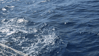 Dolphins as company